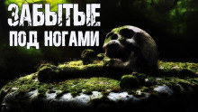 Забытые под ногами - Ольга Морган - Аудиокниги слушать онлайн бесплатно без регистрации | электронная библиотека knigi-audio.info